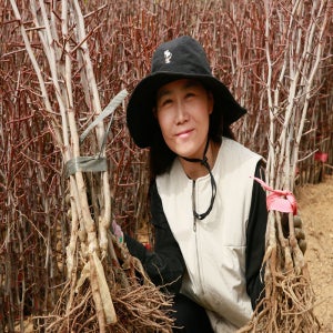 사과대추나무 (다왕자오)접목묘 2년생 특묘/왕대추 복조 대추나무 묘목 2년생 판매중