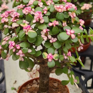 사랑무 아악무 벚꽃 다육이 키우기쉬운식물 꽃나무 개업선물 기쁜소식