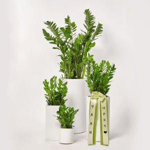 금전수 실내화초 카페식물 집들이 축하 식당 오픈 개업 화분 선물 공기정화