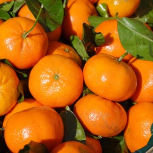 [당일출고] 미래향 우리향 현타귤 제주 고당도 감귤 5kg 10kg