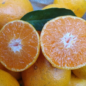 불로황 귤 5kg / 10kg (S,M,L혼합)