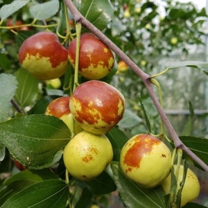 대추나무 사과대추 R3 분묘 유실수