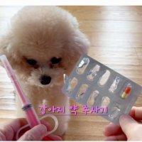 강아지 고양이 약 주사기 알약 가루약 물약 급여 투여 디스펜서 필건 손잡이 주사 약 먹이기 feeding kit