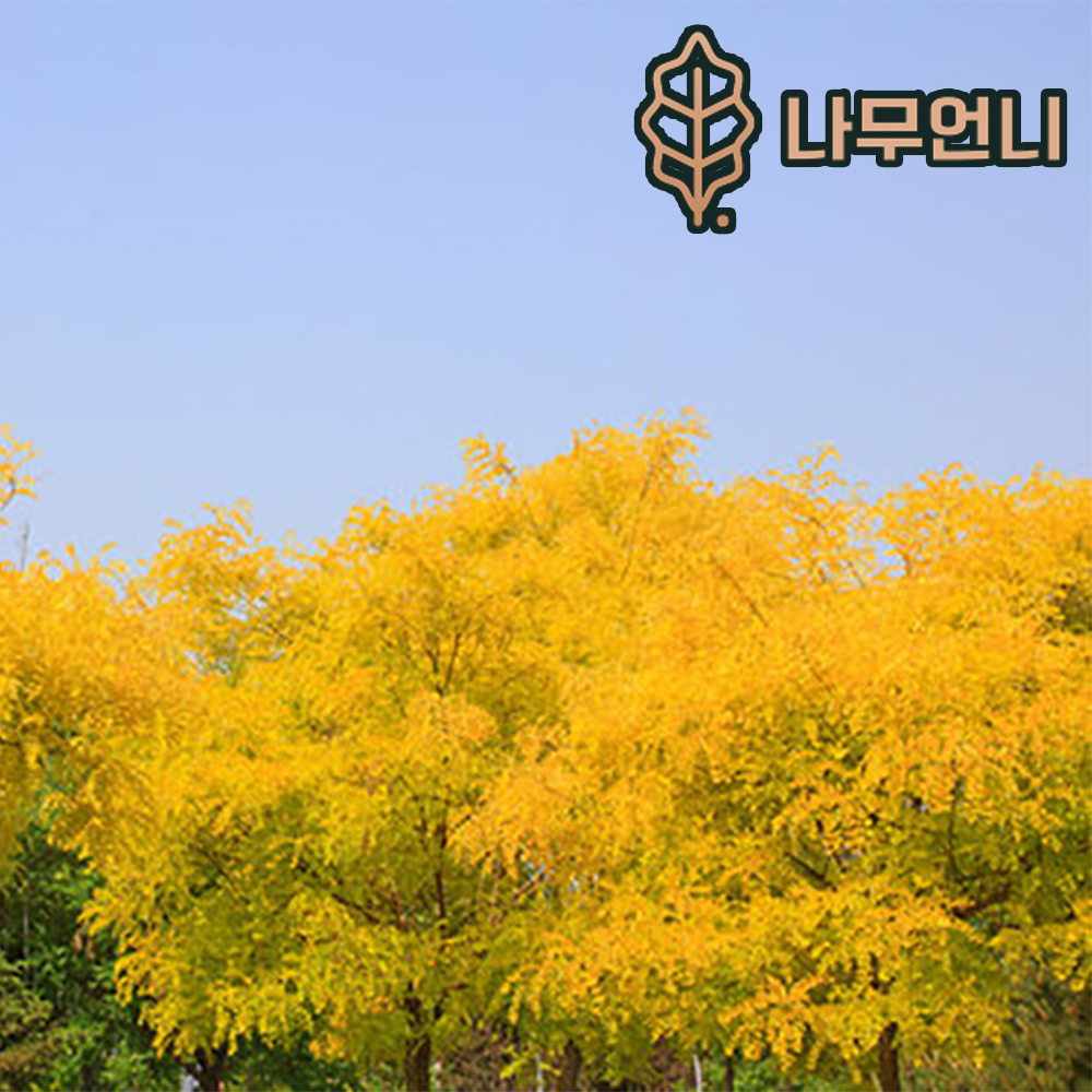 황금회화나무 묘목 3년생포트 나무언니