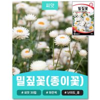 밀짚꽃(종이꽃) 씨앗 30립