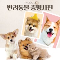 반려동물증명사진 강아지증명사진 고양이 휴대폰사진 증명사진 제작 합성