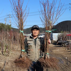 신비복숭아묘목 최저가 가성비상품