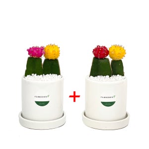 1+1 미니선인장 비모란 화이트화분set 다육식물 인테리어화분 특이한선물