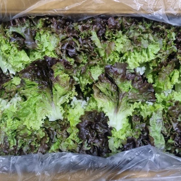 국내산 꽃상추 2kg 4kg 쌈채소