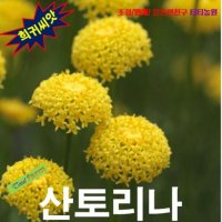 (희귀씨앗) 산토리나(코튼라벤더) 실버 25립