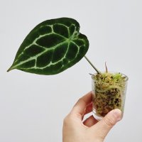 안스리움 포게티 실버 다크폼 안스리움 포게티 Anthurium Forgetii