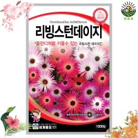 리빙스턴데이지 씨앗 1000립 / 송엽국 데이지 꽃씨몰 꽃씨 종자