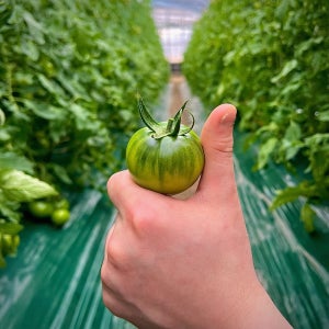 대저 짭짤이 토마토 2.5kg 부산 짭짜리 짭잘이 대저토마토