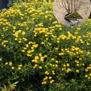 써니불러버드 - 물레나무 C3 포트묘 노란꽃 여름꽃 조경수 묘목 꽃나무친구