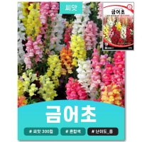 금어초 씨앗 300립 스냅드래곤 snapdragon