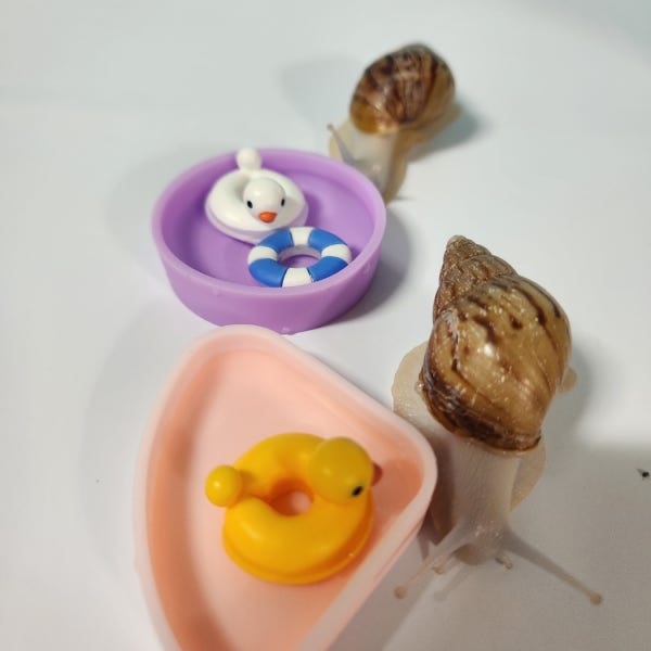 3, 4cm 달팽이 키우기, 아프리카왕달팽이 백와 1마리