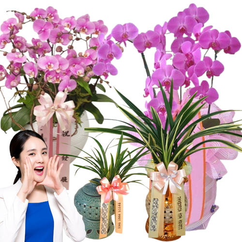 영전난 경기도 광주 목동 생화 서양란 개업화분 동양란 선물 꽃배달 양란 꽃집