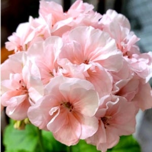 아랑별비 제라늄 예쁜 중품 꽃지게농장 반려식물 꽃대 실내식물 키우기 화분 선물