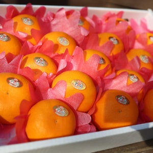 제주 산지직송 제철 고당도 가정용 선물용 천혜향 천애향 천애양 3kg 5kg 10kg