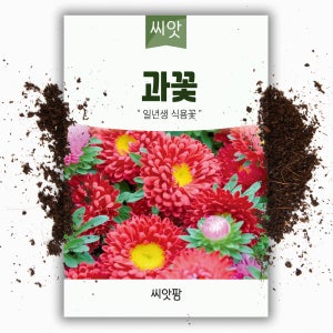 야생화 꽃씨 과꽃 씨앗 400립 국화과 한해살이 일년생