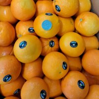 네이블 오렌지 호주 대용량 벌크 업소용