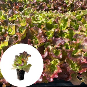 꽃상추모종 2개 선풍포찹 토종상추 새마을총각