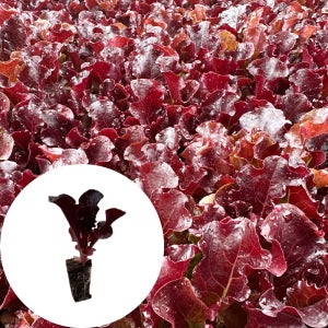 새마을총각 불꽃상추모종 2개 검붉은 쌈채소모종