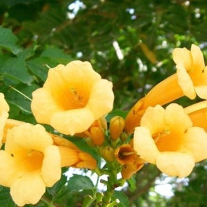 능소화 - 플래바(Flava) P15포트 여름꽃 넝쿨식물 덩굴식물 조경수 금등화 양반꽃 아치 꽃나무 오벨리스크 담쟁이 노지월동 꽃나무친구 노란색꽃