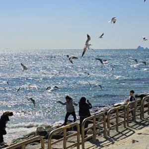 부산 완도해남 2박3일 해운대해변열차 청산도 대흥사 호텔2박 5회식사 6명부터출발