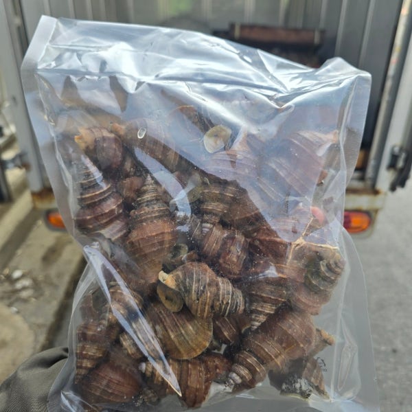 포항 백고동 살고동 1kg
