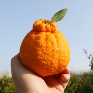 제주 써니트 한라봉 3kg 15브릭스 이상 초고당도 붉은빛 신품종 한라봉