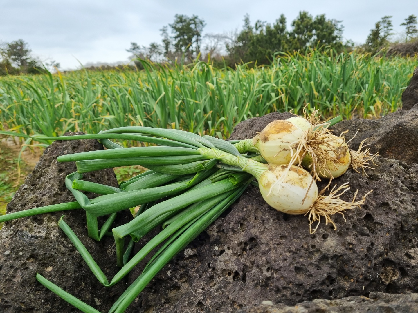 제주 조생 줄기 <b>양파</b> 김치용 5kg 10kg