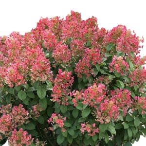 리틀퀵파이어(Little Quick Fire) - 유럽목수국