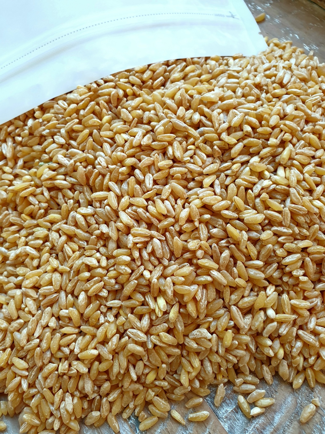 햇 호라산밀1kg 고단백 쌀 잡곡 셀레늄풍부 고대쌀 터키산