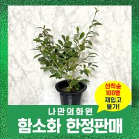 함소화 나무 규화나무 목련과 미켈리아피고 향기좋은식물