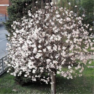 목련나무 묘목 백목련접목1년특묘