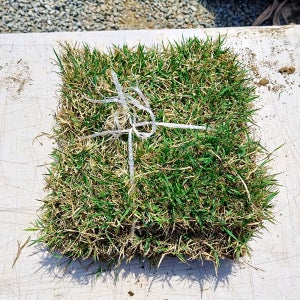 천연잔디 30 x 30cm 500장 이상 국산 중지 산소 정원용