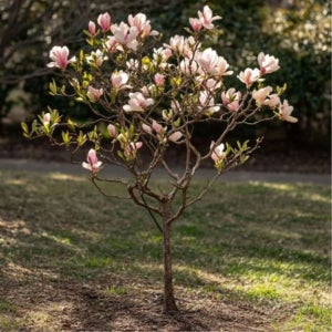 목련나무 묘목 백목련접목1년상묘급