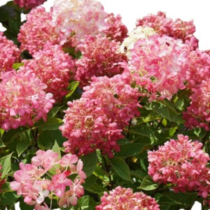 유럽목수국-파이어라이트 타이니 비트(Frie Light Tiny Bit)