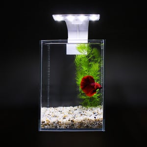 세로한뼘 미니베타 어항 [PR-1124] 어항 수족관 세트