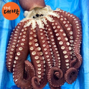 동해 참문어 제수용 자숙 문어숙회 피문어 한마리 손질 세척 완료