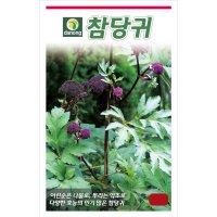 참당귀 당귀씨앗 재배 키우기 파종 100g 다농