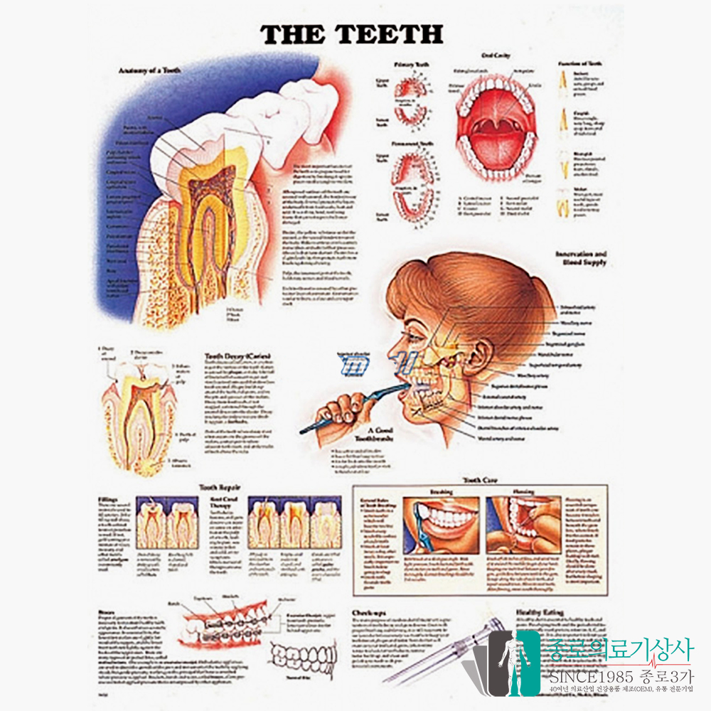 인체해부도 3D차트 병원액자 9930 치아구조 54X74cm 액자옵션 치과차트