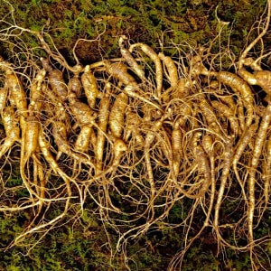 장뇌삼 산양삼 산양산삼 산삼 10년근 파삼 100g (총 10~50뿌리 내외)도담