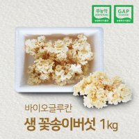 황금 생꽃송이버섯 1kg 국내산 무농약 최상급