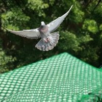 아파트 비둘기그물망 실외기 비둘기방지 퇴치그물 비둘기퇴치법