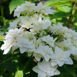 웨딩가운-유럽 수국 묘목 포트묘 꽃나무 포인트조경