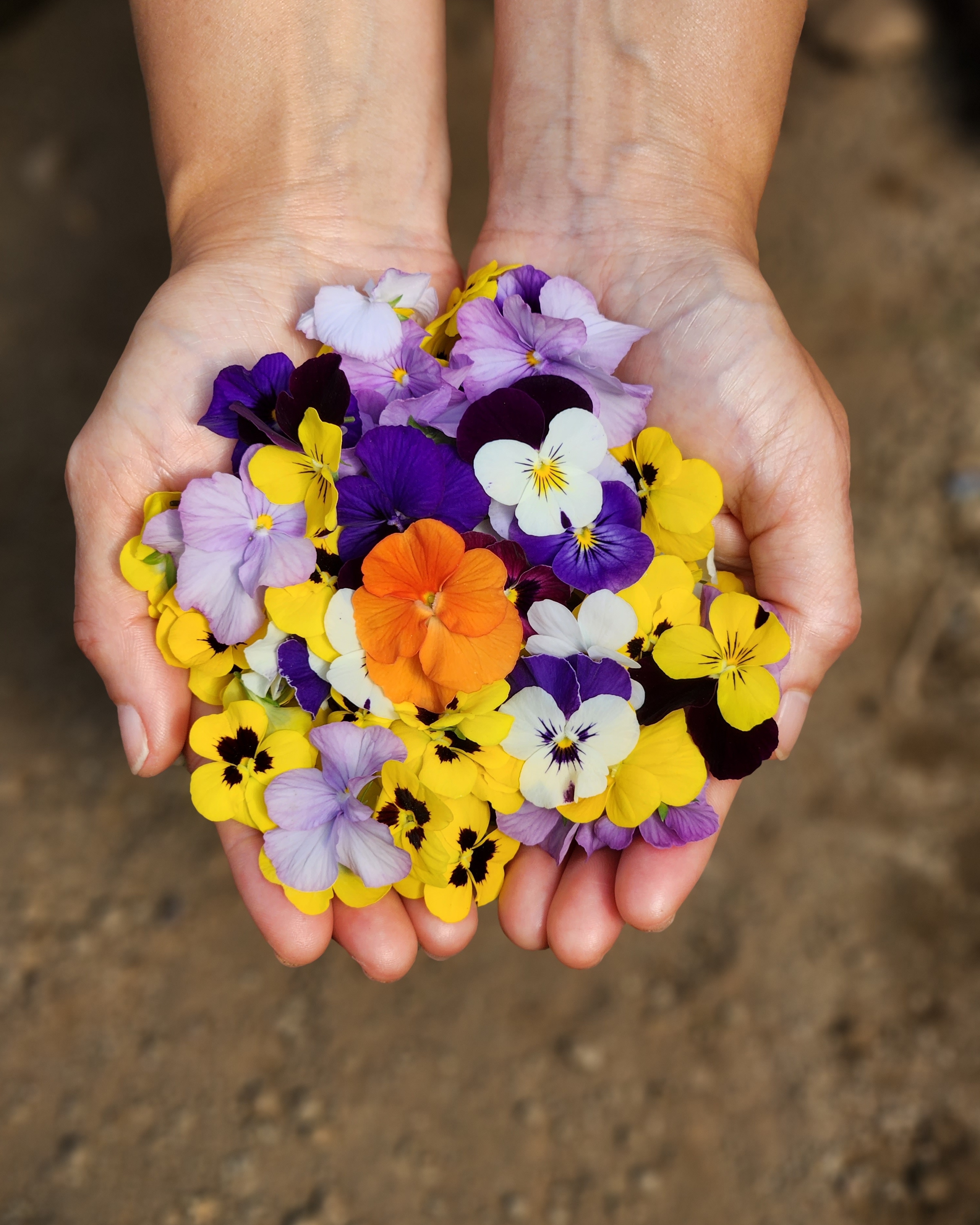 친환경 무농약 비올라 30송이 식용꽃