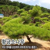 황금소나무 분묘(수고 60CM전후)