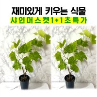 샤인머스캣묘목 1+1 샤인머스켓키우기 포도나무 화분 과실수